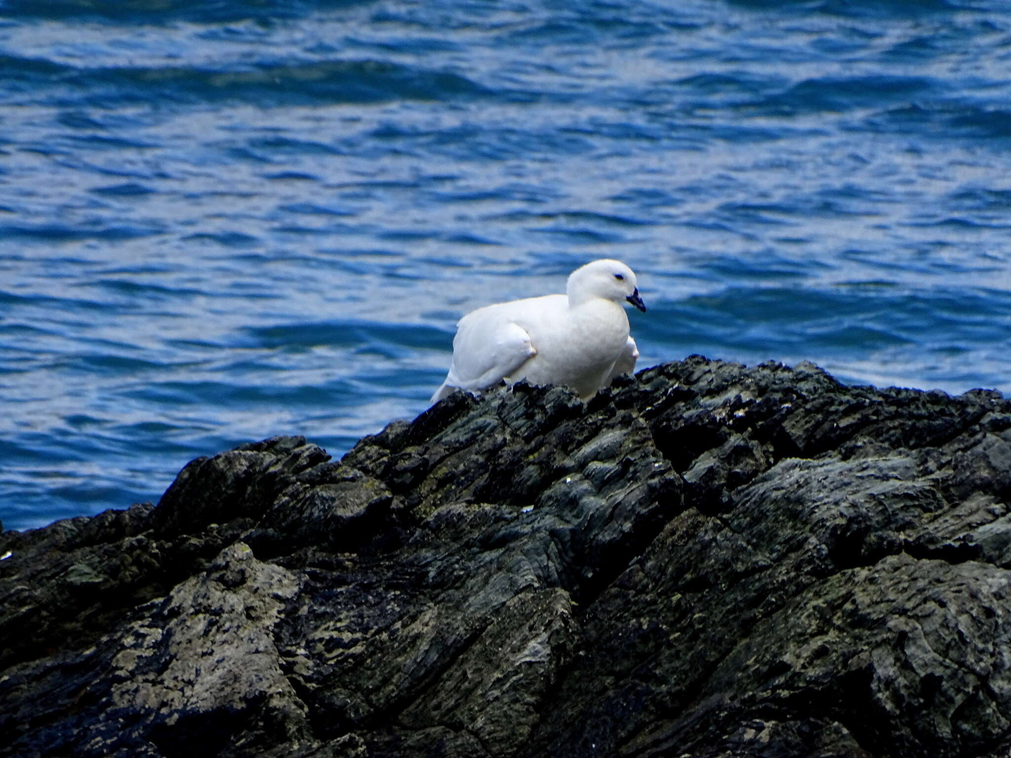 Image of Kelp Goose