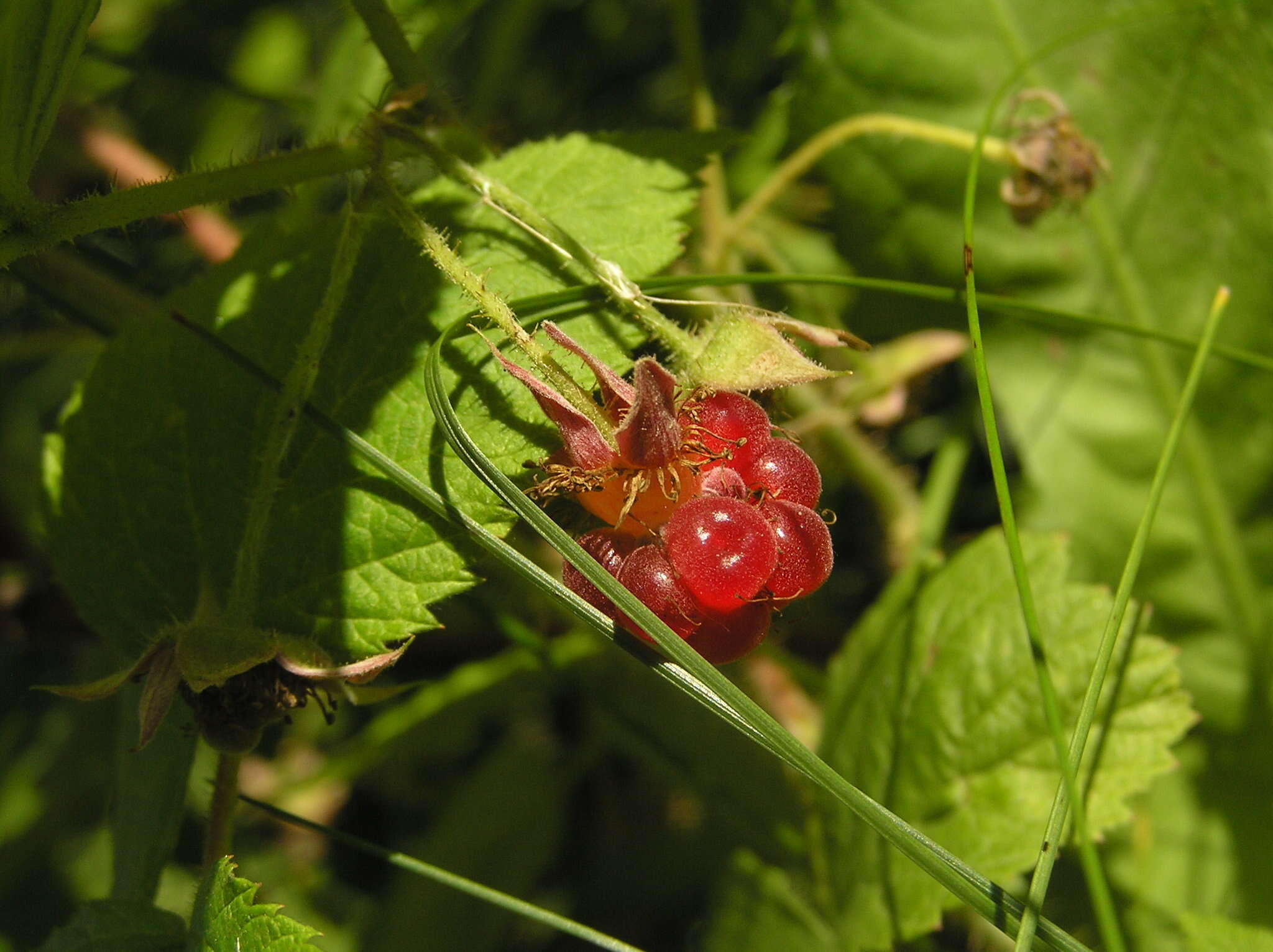 Imagem de Rubus idaeus subsp. strigosus (Michx.) Focke