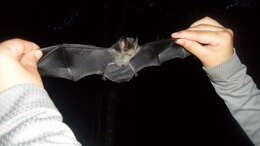 Image of Striped Hairy-nosed Bat