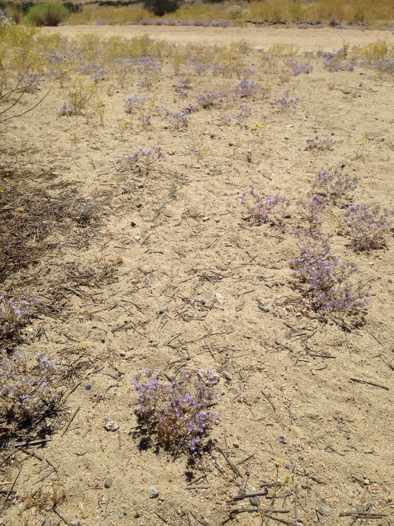 Imagem de Eriastrum pluriflorum subsp. pluriflorum