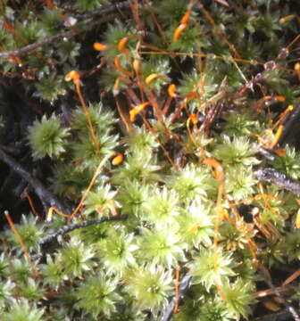 Image of Bryum truncorum Bridel 1819