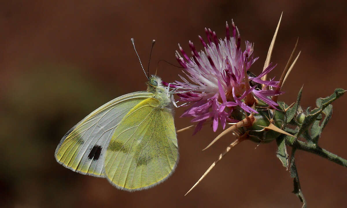 Imagem de Pieris krueperi Staudinger 1860