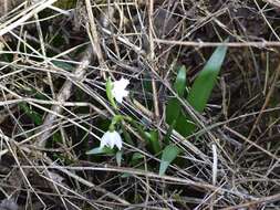 Image of Spring Snowflake