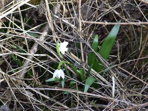 Image of Spring Snowflake