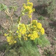 صورة Ferula lancerottensis Parl. ex Hartung