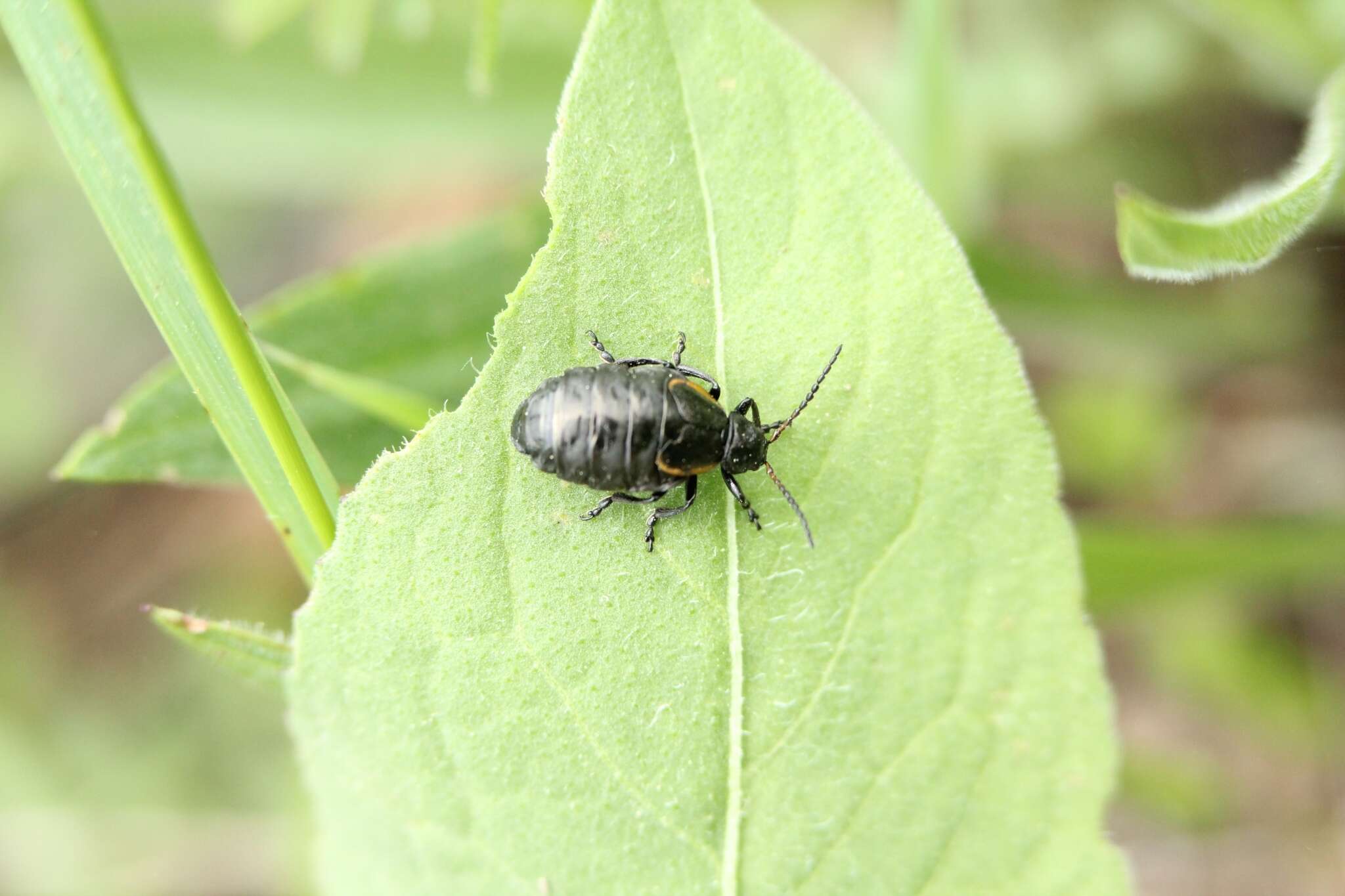 Image of <i>Arima marginata</i>