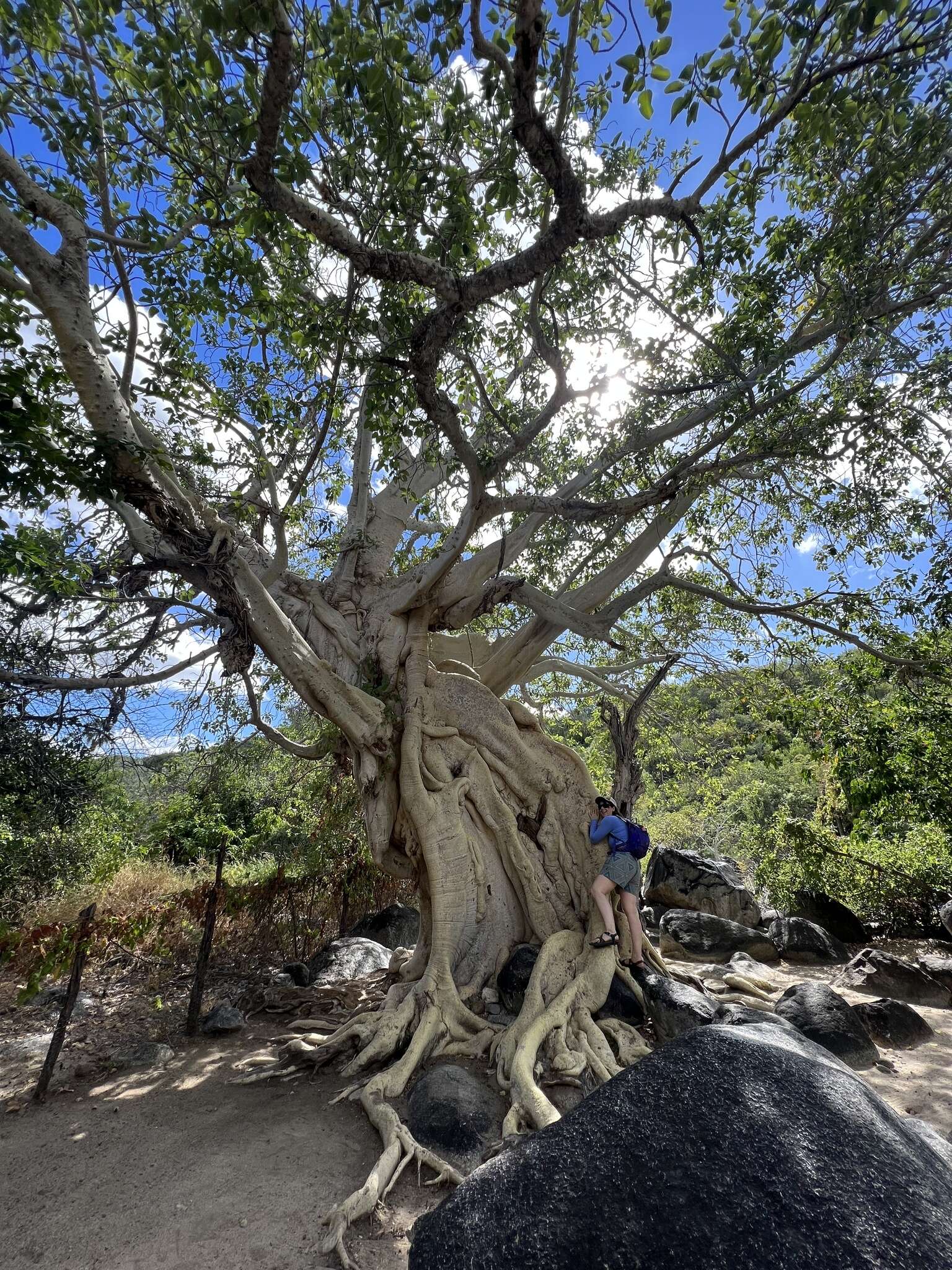 Image of Ficus petiolaris subsp. palmeri (S. Watson) Felger