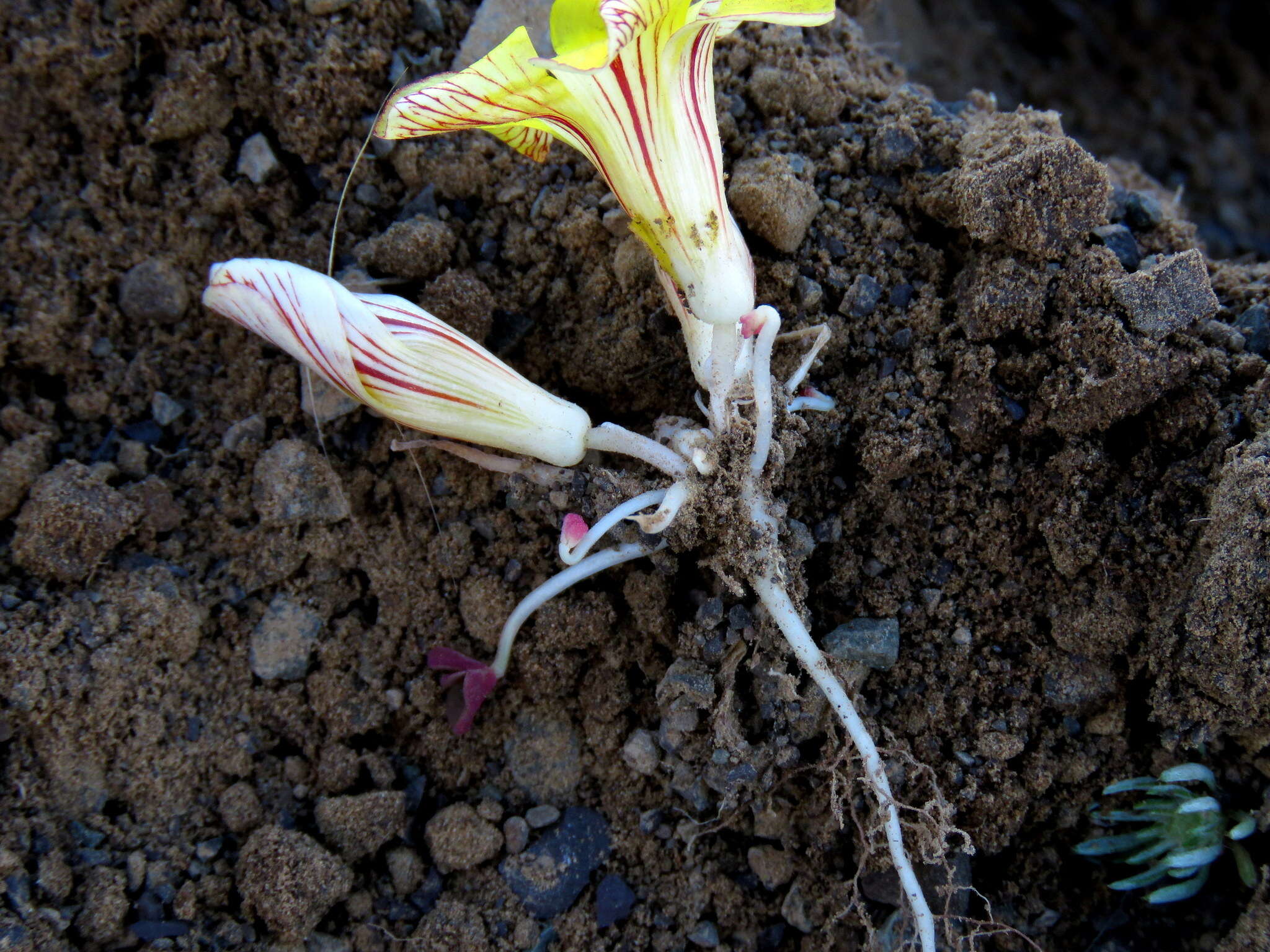 Imagem de Oxalis grammopetala Sond.