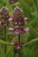 Image of Gritty Hedge-Nettle