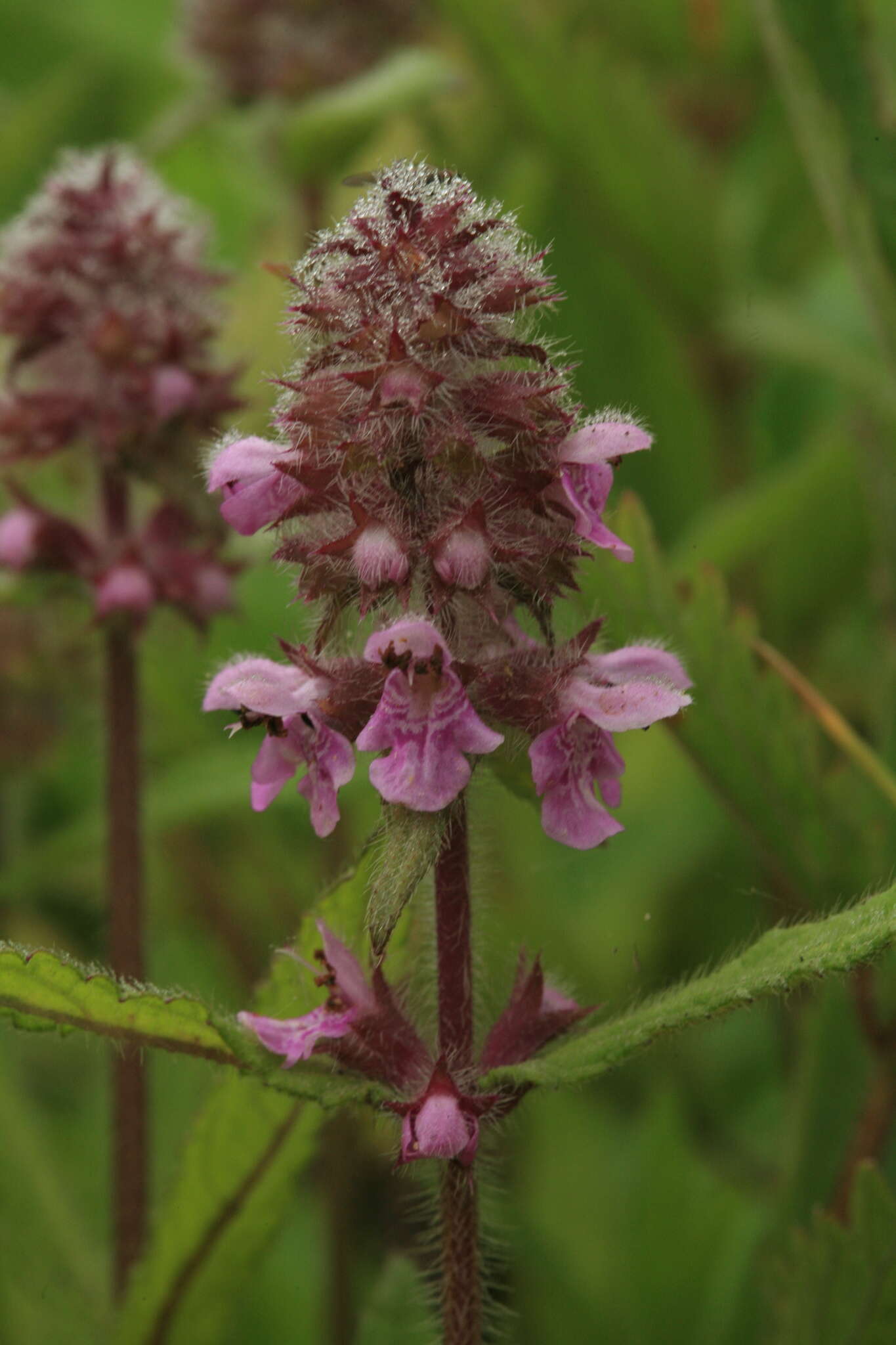 Image of Gritty Hedge-Nettle