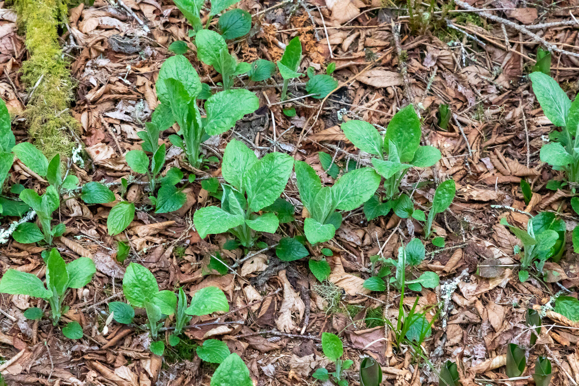 Image of Rugel's Indianplantain