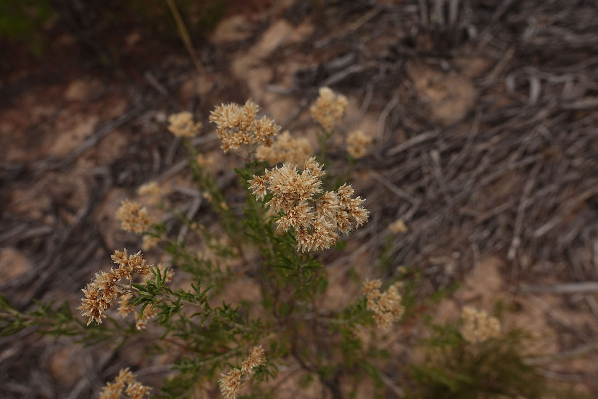 Image of <i>Cassinia complanata</i>