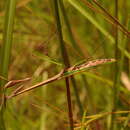 Image de Idolomorpha lateralis Burmeister 1838