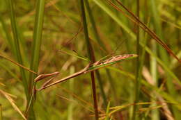 Image of Idolomorpha lateralis Burmeister 1838