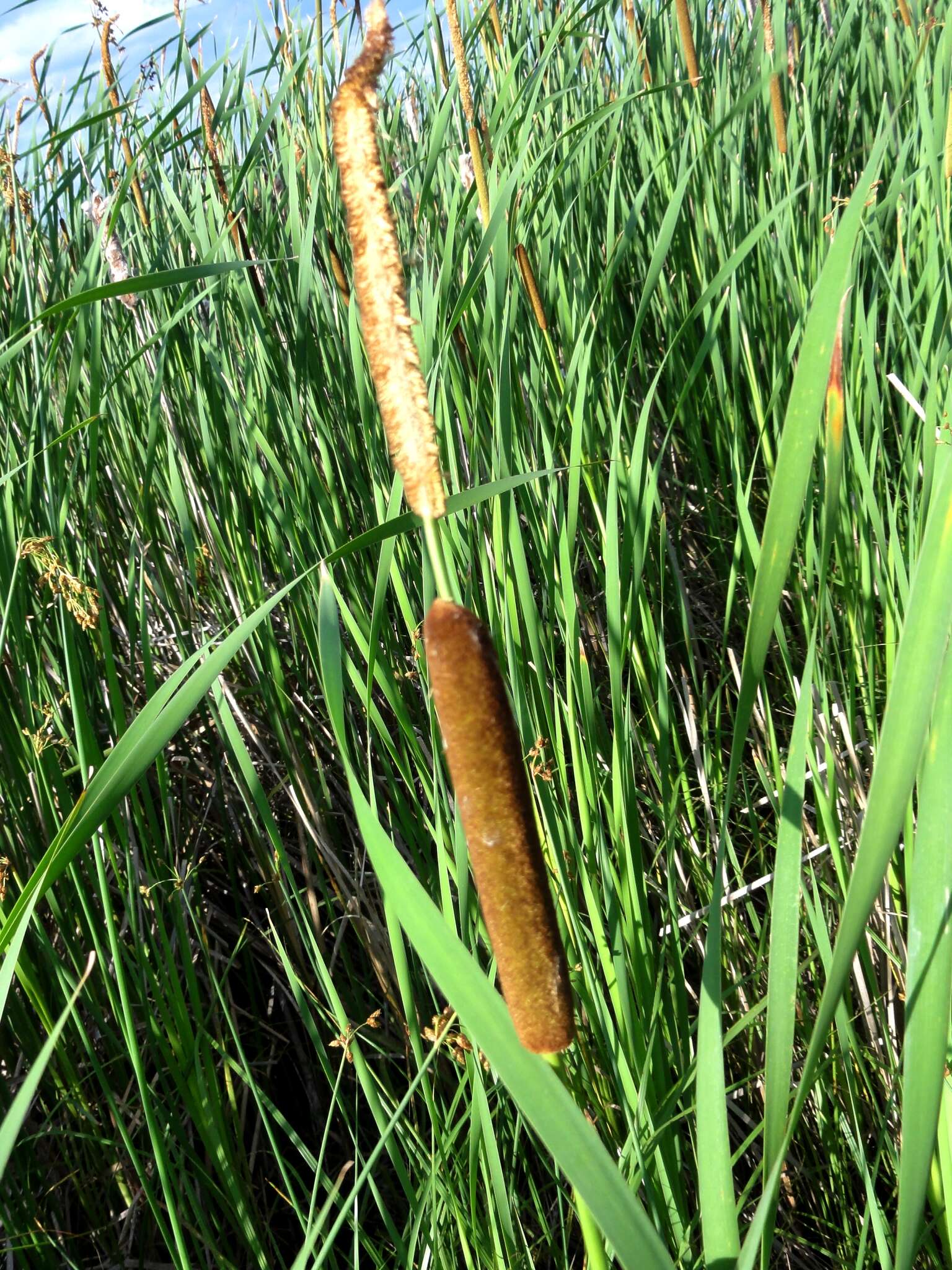 Image de Massette à Feuilles Étroites