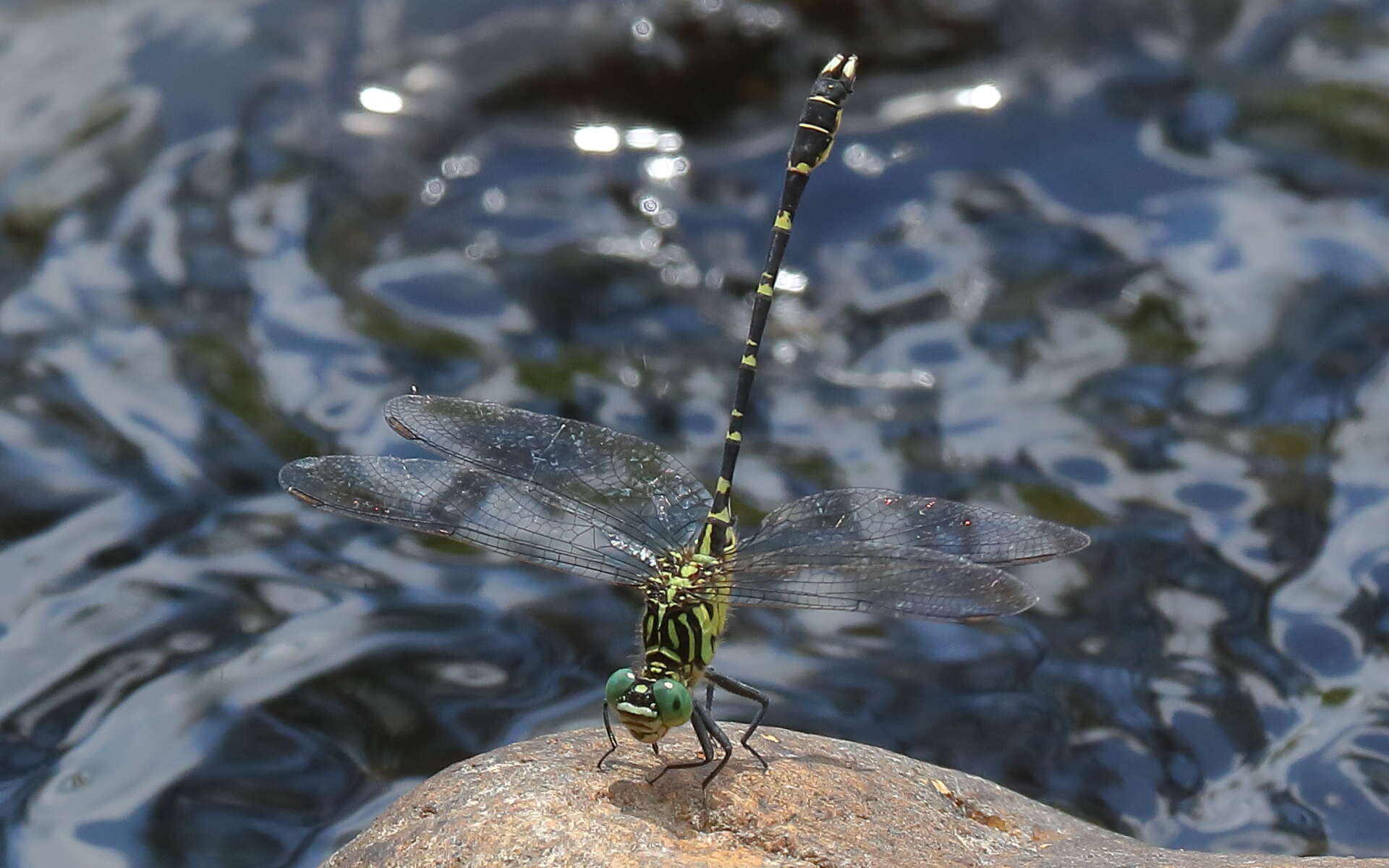 Image of Hemigomphus comitatus (Tillyard 1909)