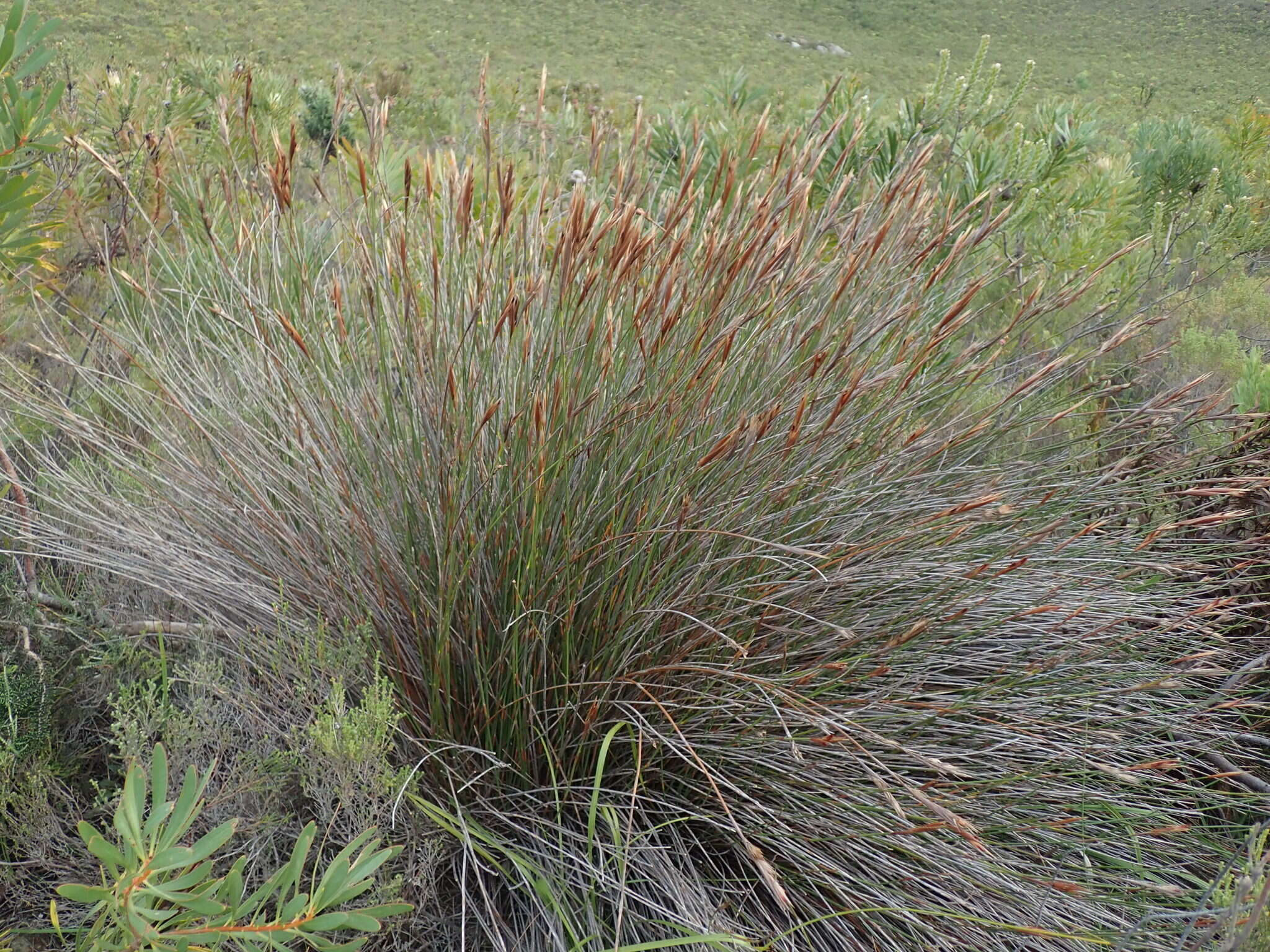 Image of Hypodiscus argenteus (Thunb.) Mast.