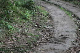 Image of Lined Quail-Dove