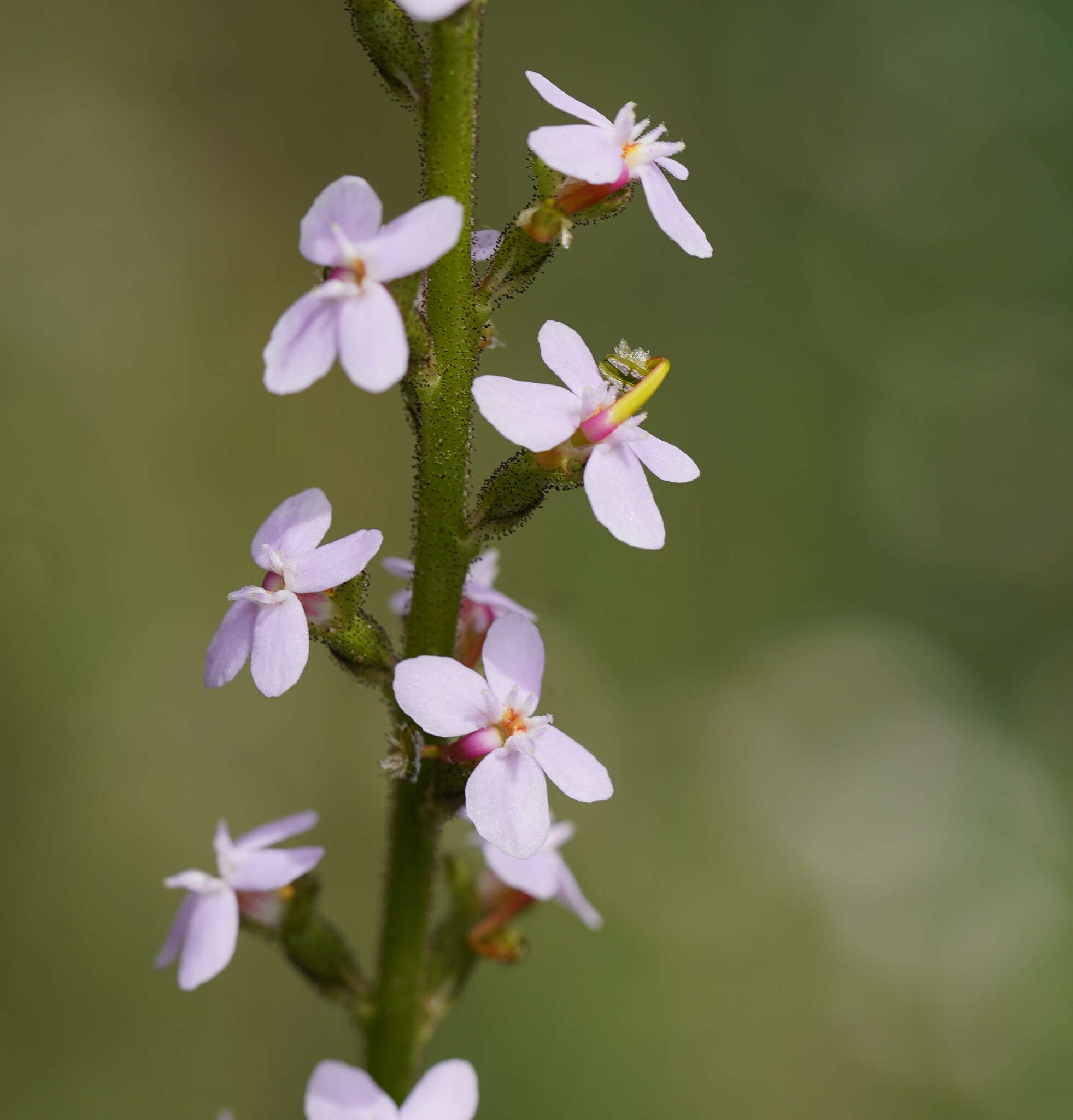 Image of Stylidium graminifolium Sw. ex Willd.