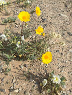 Image of hairy desertsunflower