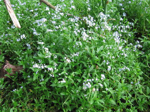 Image of true forget-me-not