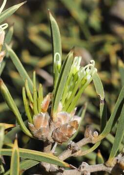 Image of Hakea corymbosa R. Br.