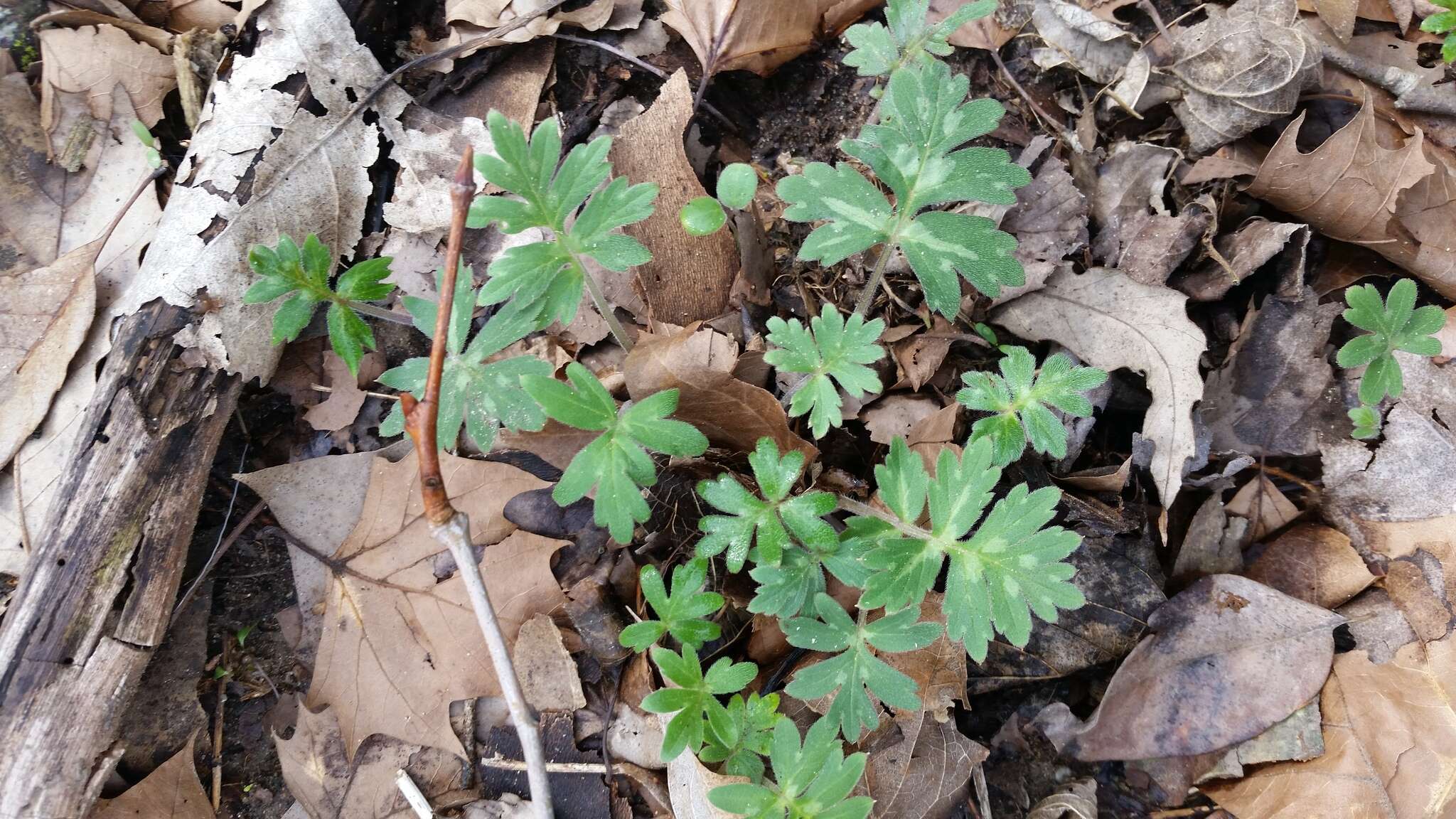 Image of eastern waterleaf