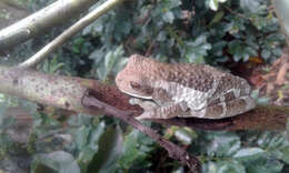 Image of Vermiculated Tree Frog