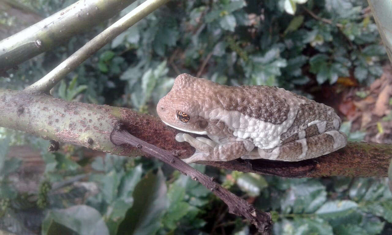 Image of Vermiculated Tree Frog