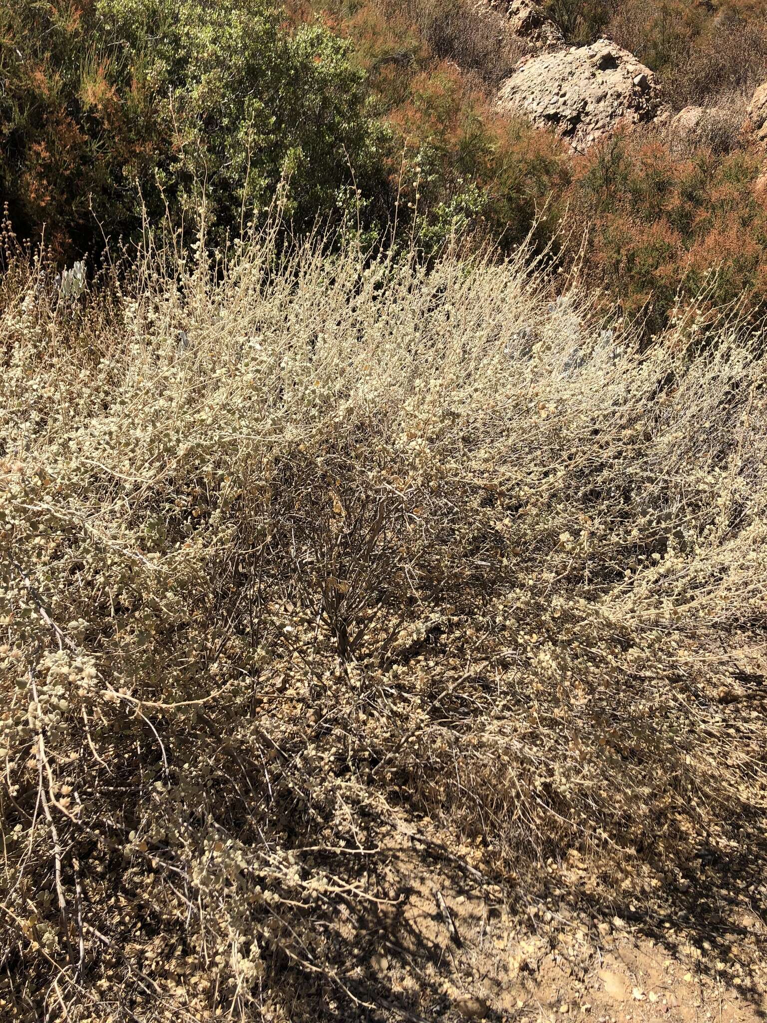 Image of slender bushmallow