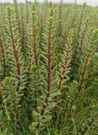 Image of Four-Leaf Mare's-Tail