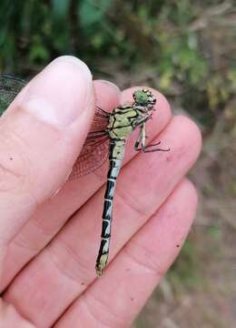 Image of <i>Onychogomphus <i>forcipatus</i></i> forcipatus