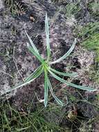 Image of Celmisia longifolia Cass.