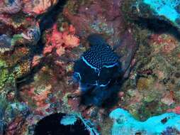 Image of Whitesided boxfish