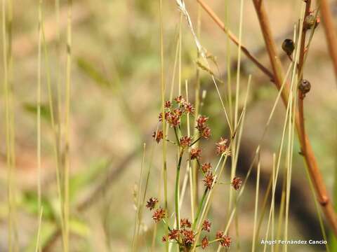 Слика од Juncus fontanesii Gay