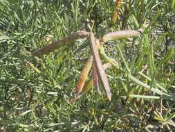 Image of <i>Calobota angustifolia</i>