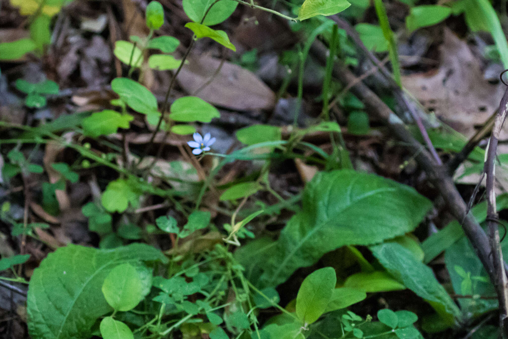 Image de Sisyrinchium fuscatum E. P. Bicknell