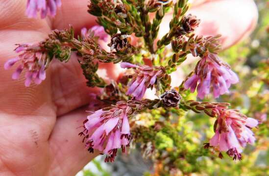 Image of Erica labialis Salisb.