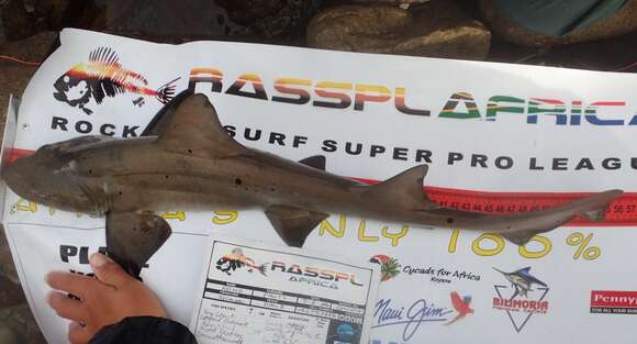 Image of Spotted Gully Shark