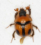 Plancia ëd Bolbocerosoma confusum Brown 1928