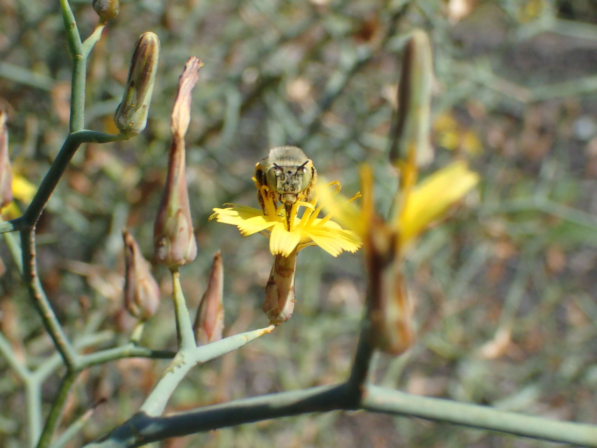 Image of Anthophora lieftincki (Tkalcu 1993)