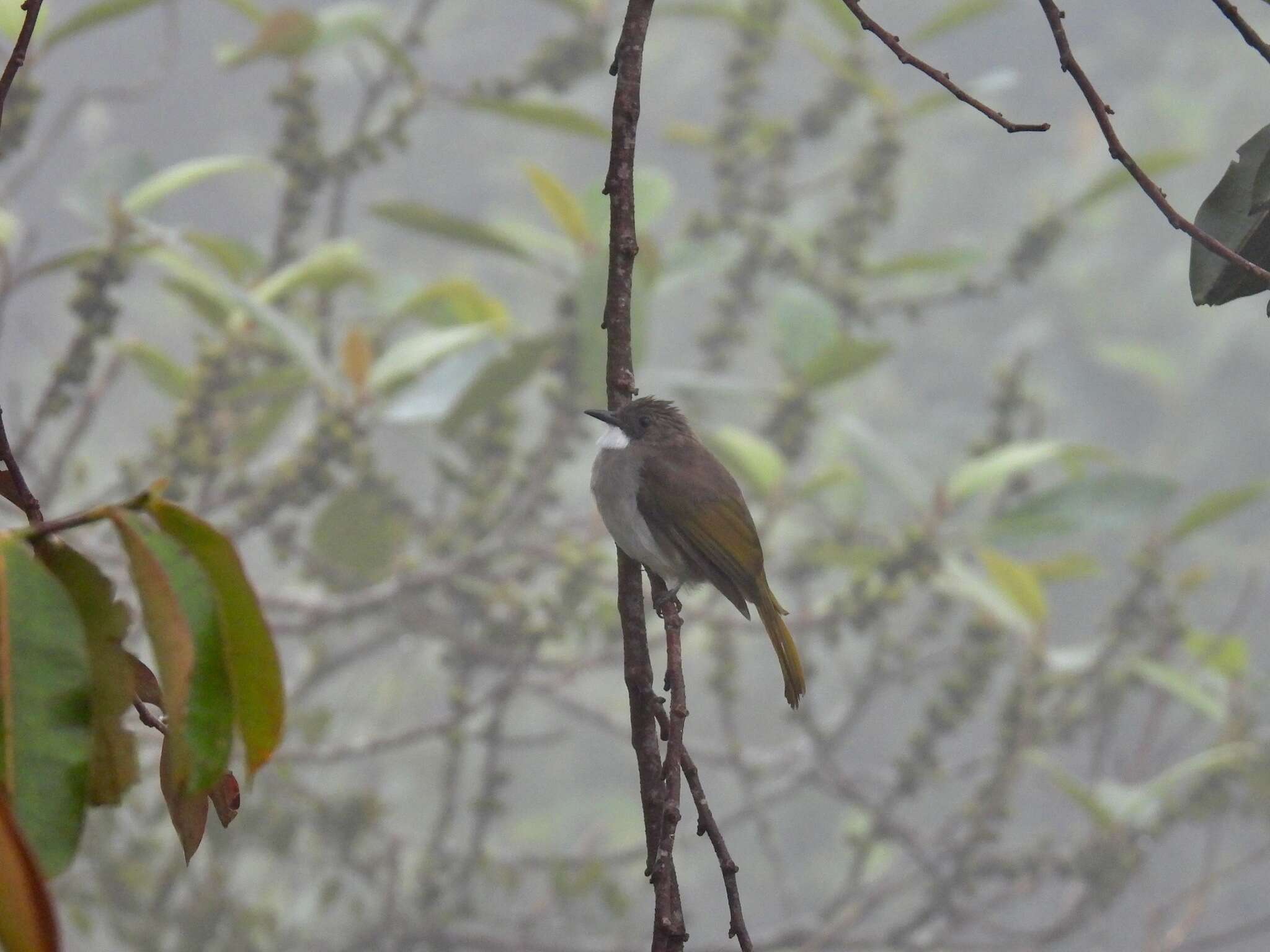 Image of Cinereous Bulbul