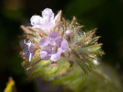 Image of hiddenflower phacelia