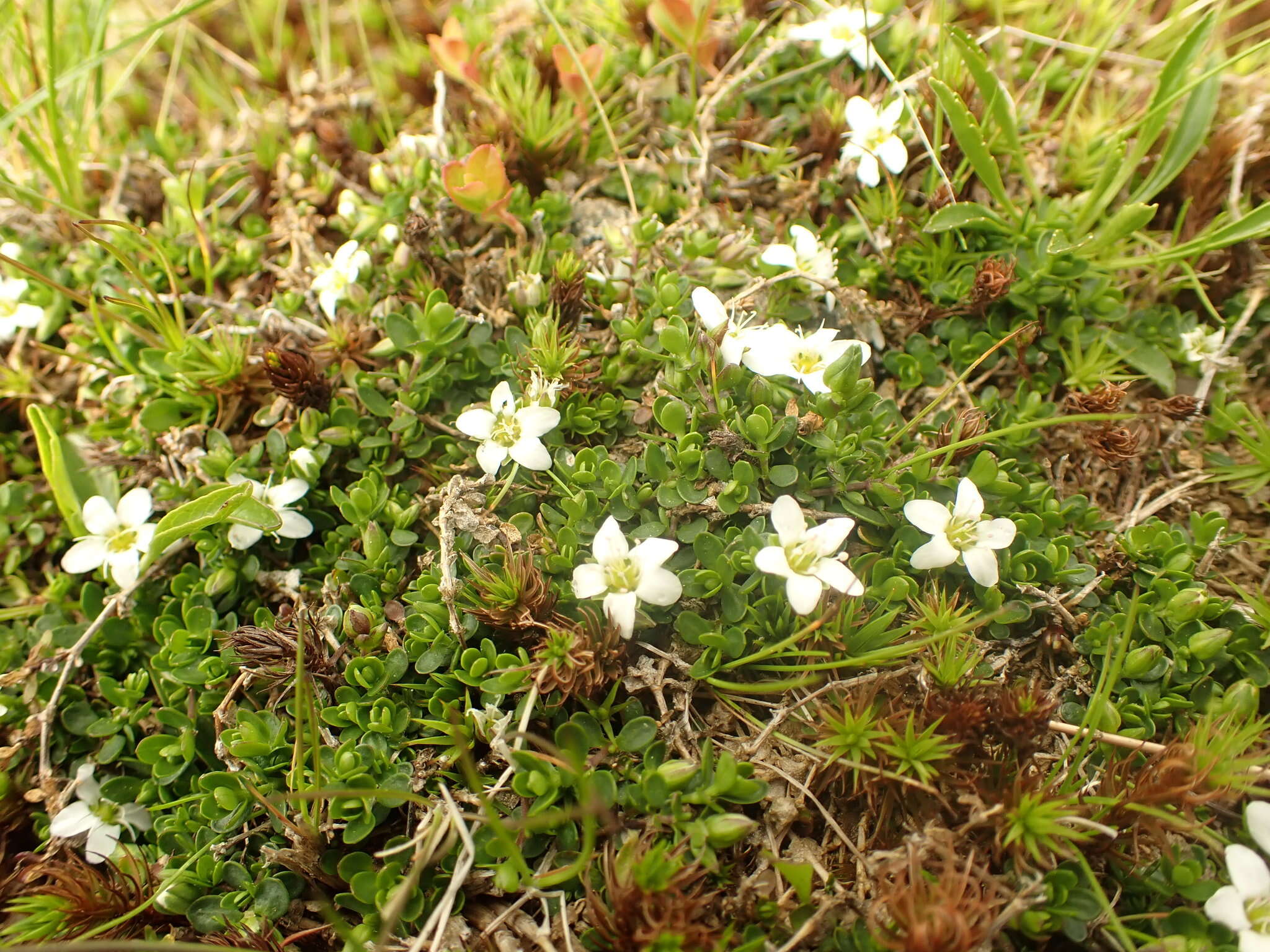 Image of Zweiblütiges Sandkraut