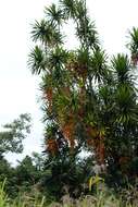 Image of Dracaena arborea (Willd.) Link