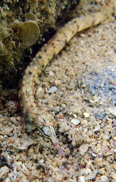 Image of Bloodspot pipefish