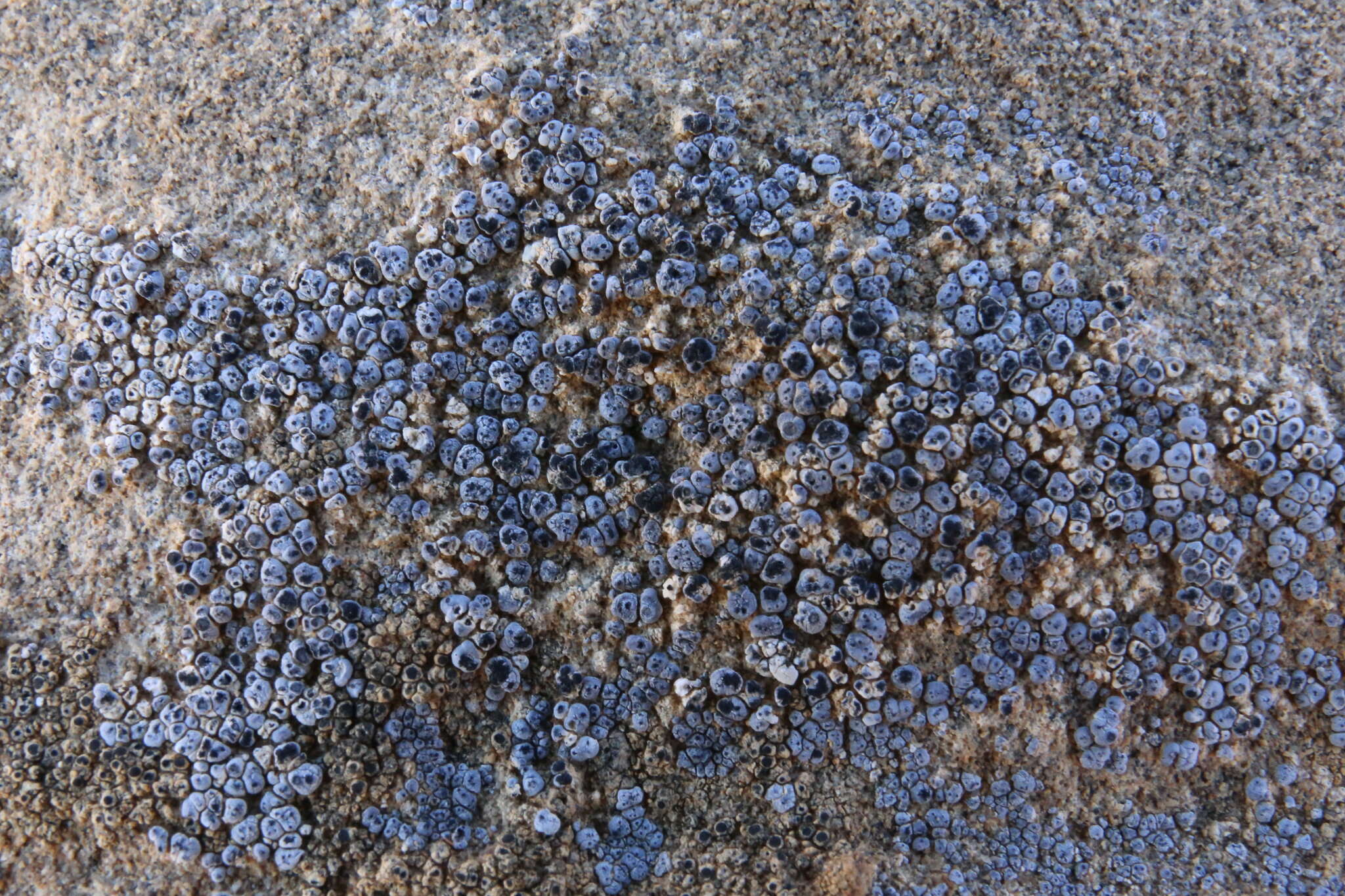 Image of Hoary cobblestone lichen;   Cracked lichen