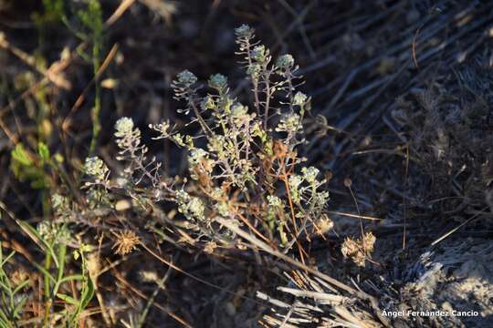 Image of Lepidium cardamines L.