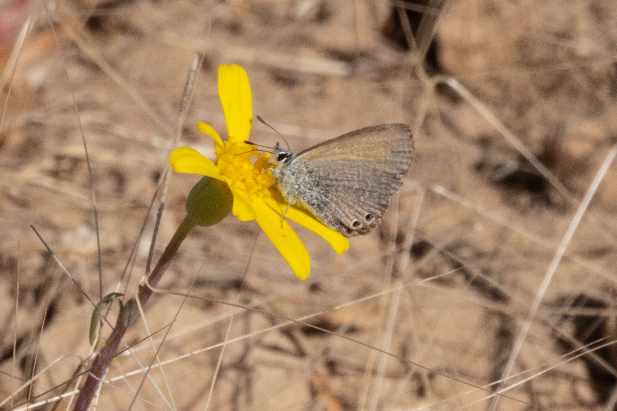 Nacaduba biocellata (Felder & Felder 1865) resmi