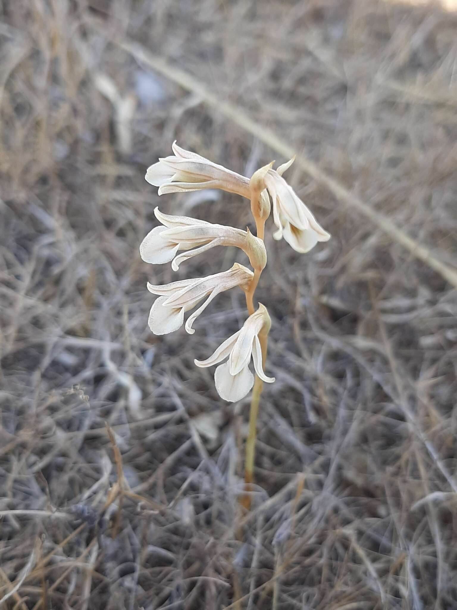 Image of Schiedeella crenulata (L. O. Williams) Espejo & López-Ferr.